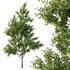 Ilex Mucronata Plant Mountain holly 03 -3 trees - Thumbnail 2