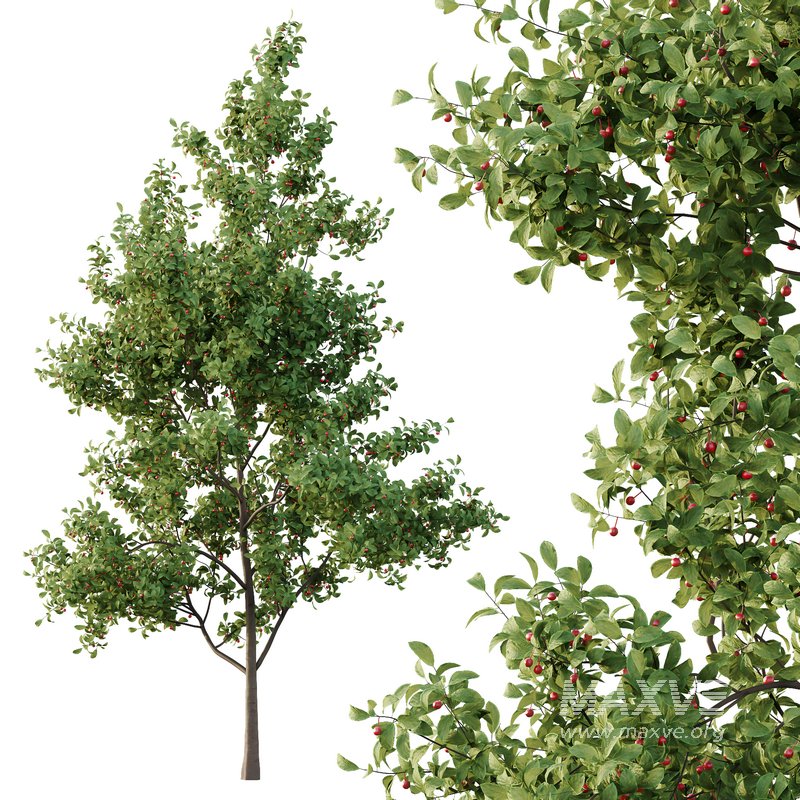 Ilex Mucronata Plant Mountain holly 03 -3 trees - Image 2