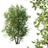Ilex Mucronata Plant Mountain holly 07 (5 Bush) - Thumbnail 5