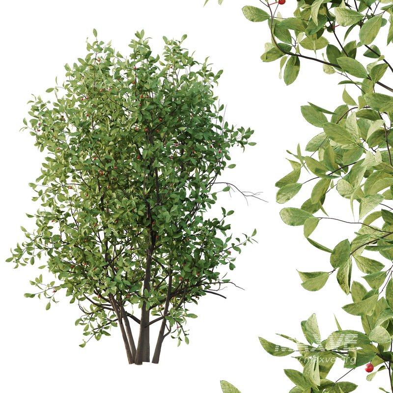 Ilex Mucronata Plant Mountain holly 07 (5 Bush) - Image 5