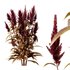 Set of Plant Princes Feather07 -Amaranthus hypochondriacus - Thumbnail 3