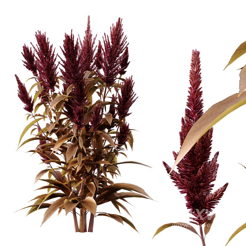 Set of Plant Princes Feather07 -Amaranthus hypochondriacus - Image 3