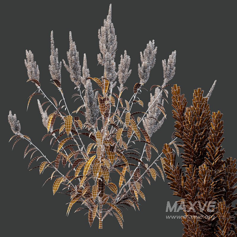 Set of Plant Princes Feather04 Amaranthus hypochondriacus - Image 4