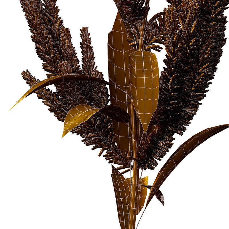 Set of Plant Princes Feather02 -Amaranthus hypochondriacus - Image 5