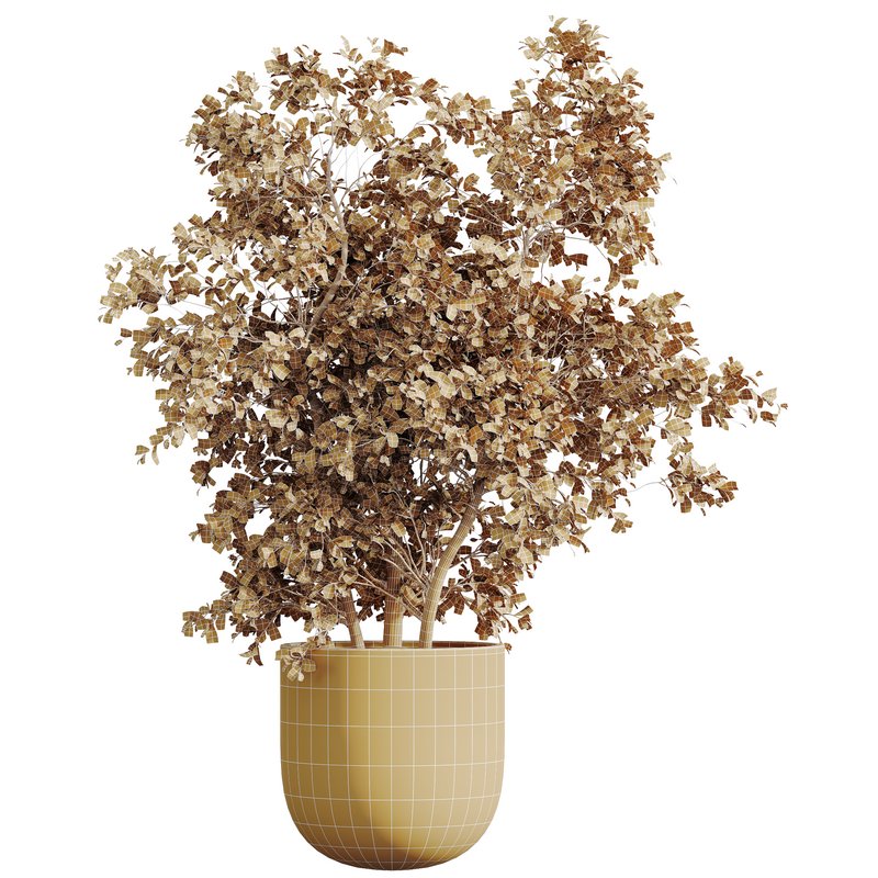 AV HousePlants Mission Kalamata Leccino Arbequina Wilsonii Chemlali Olive Set53 - Image 4