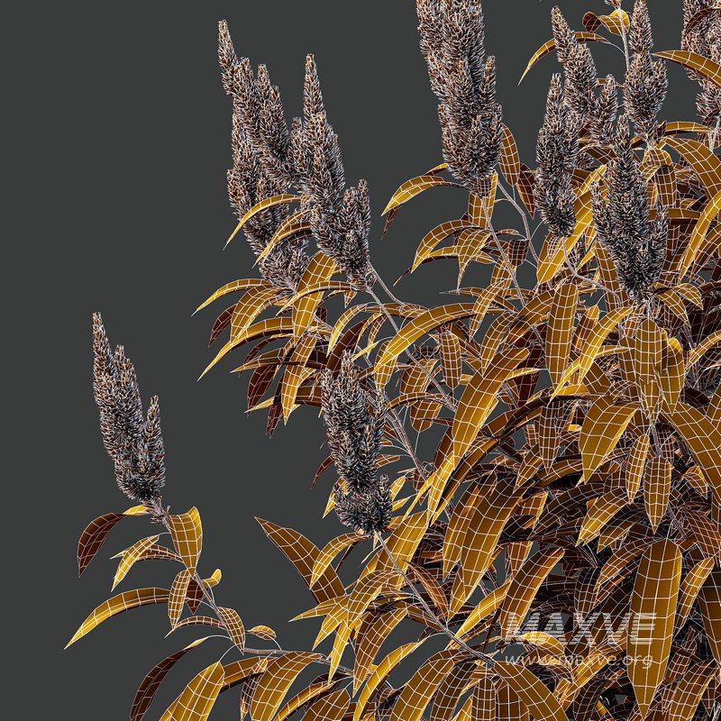 Set of Plant Princes Feather06 -Amaranthus hypochondriacus - Image 5
