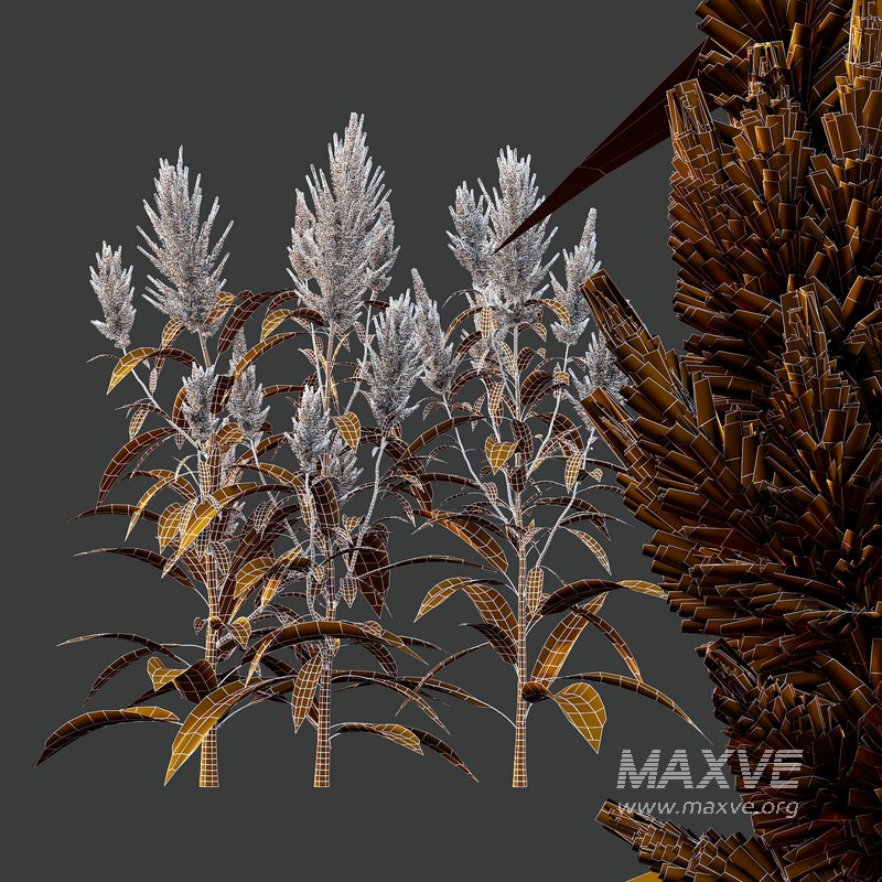 Set of Plant Princes Feather07 -Amaranthus hypochondriacus - Image 4