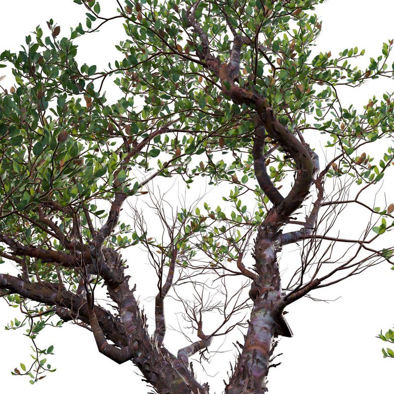 Arctostaphylos manzanita – Common Manzanita - Image 4