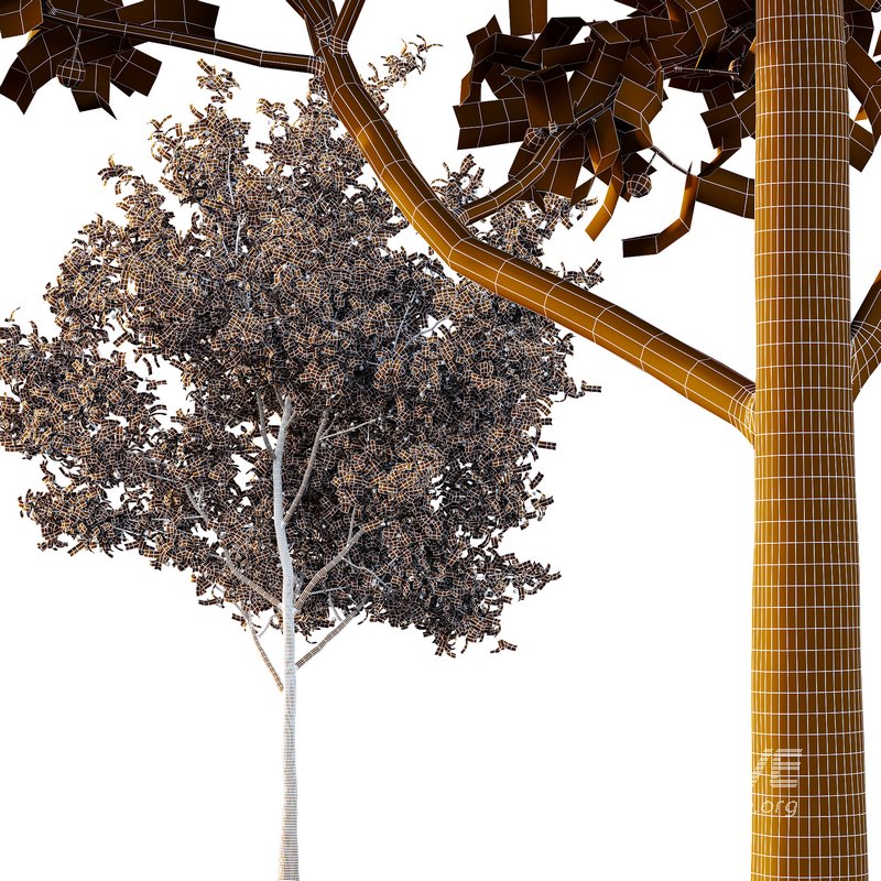 Ilex Mucronata Plant Mountain holly 03 -3 trees - Image 5