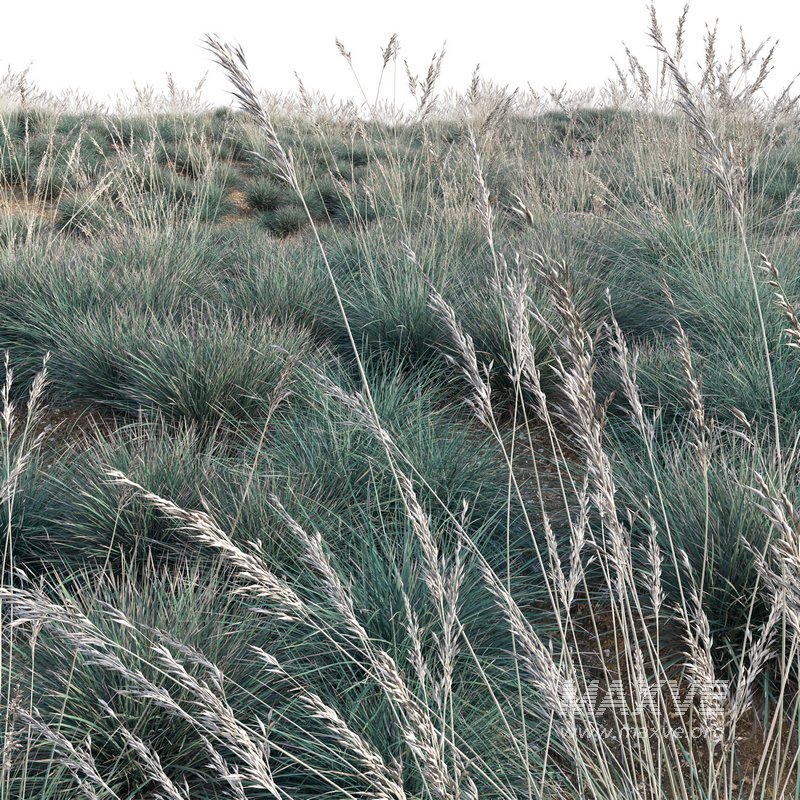 Helictotrichon sempervirens – Blue Oat Grass 03 - Image 5