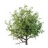 Ilex Mucronata Plant Mountain holly 08 (5 bushes) - Thumbnail 4
