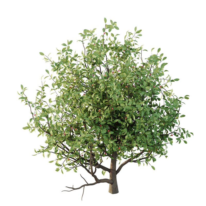 Ilex Mucronata Plant Mountain holly 08 (5 bushes) - Image 4