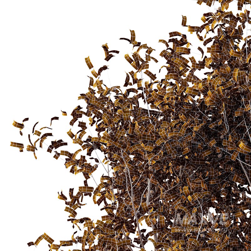 Ilex Mucronata Plant Mountain holly 06 (2 Bush) - Image 5