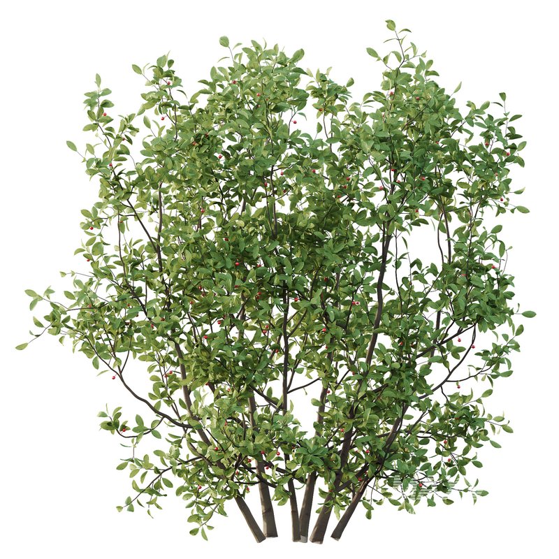 Ilex Mucronata Plant Mountain holly 07 (5 Bush) - Image 4