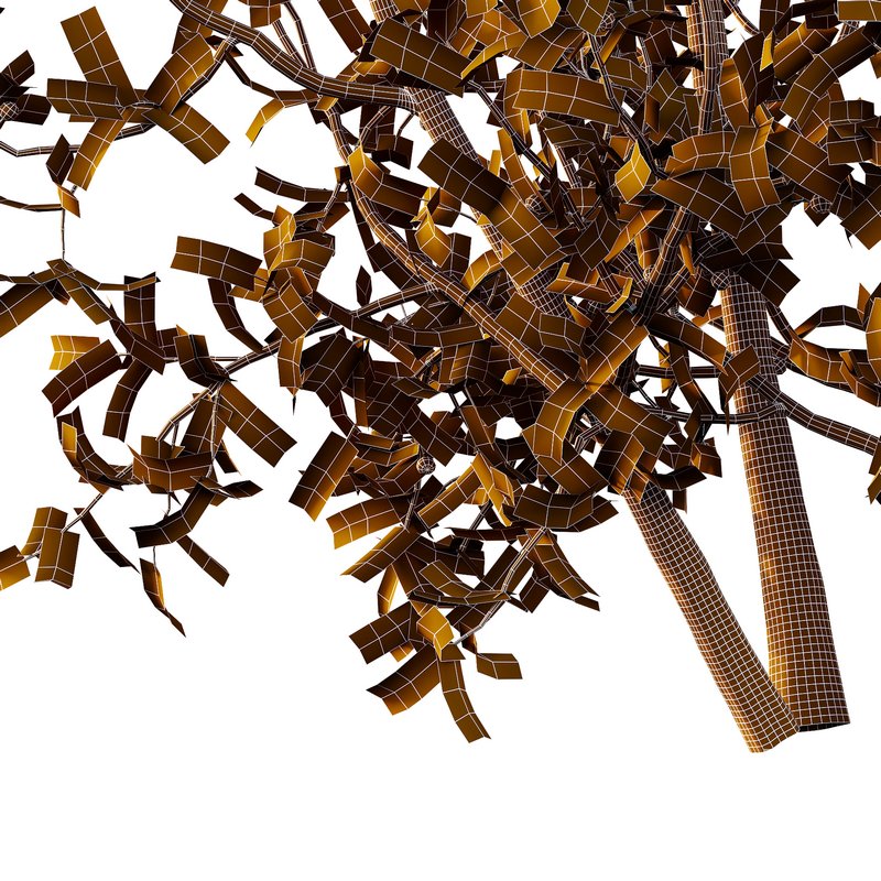 Ilex Mucronata Plant Mountain holly 07 (5 Bush) - Image 6