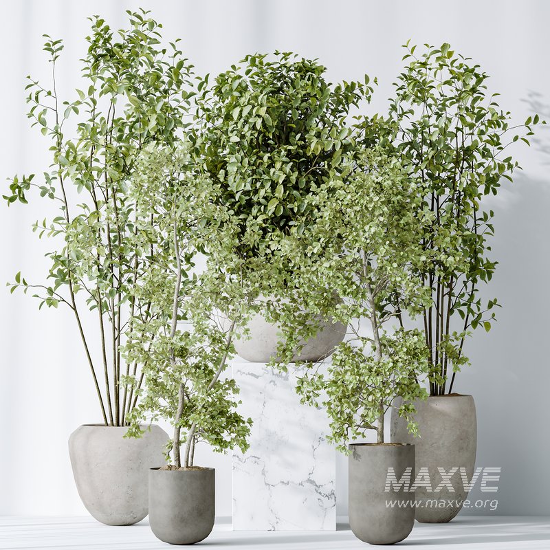 AV Indoor plants set 170 Beech Olea Europaea Olive Eucalyptu Joyplants and Arbequina Wilsonii Chemlali Olive - Image 5