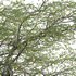 Vachellia erioloba – Camel thorn 01 - Thumbnail 4