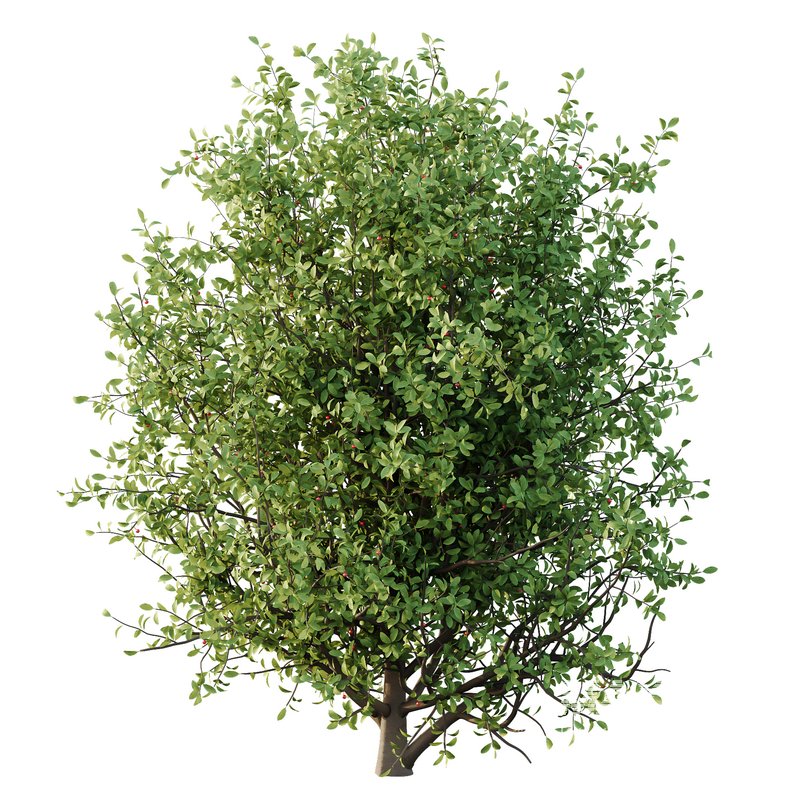 Ilex Mucronata Plant Mountain holly 08 (5 bushes) - Image 5