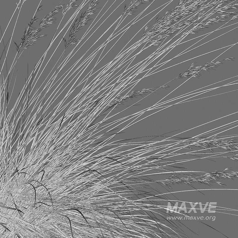 Helictotrichon sempervirens – Blue Oat Grass 03 - Image 6