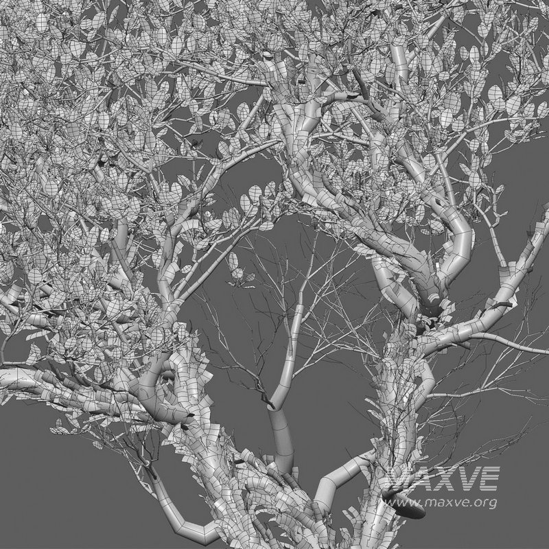 Arctostaphylos manzanita – Common Manzanita - Image 5