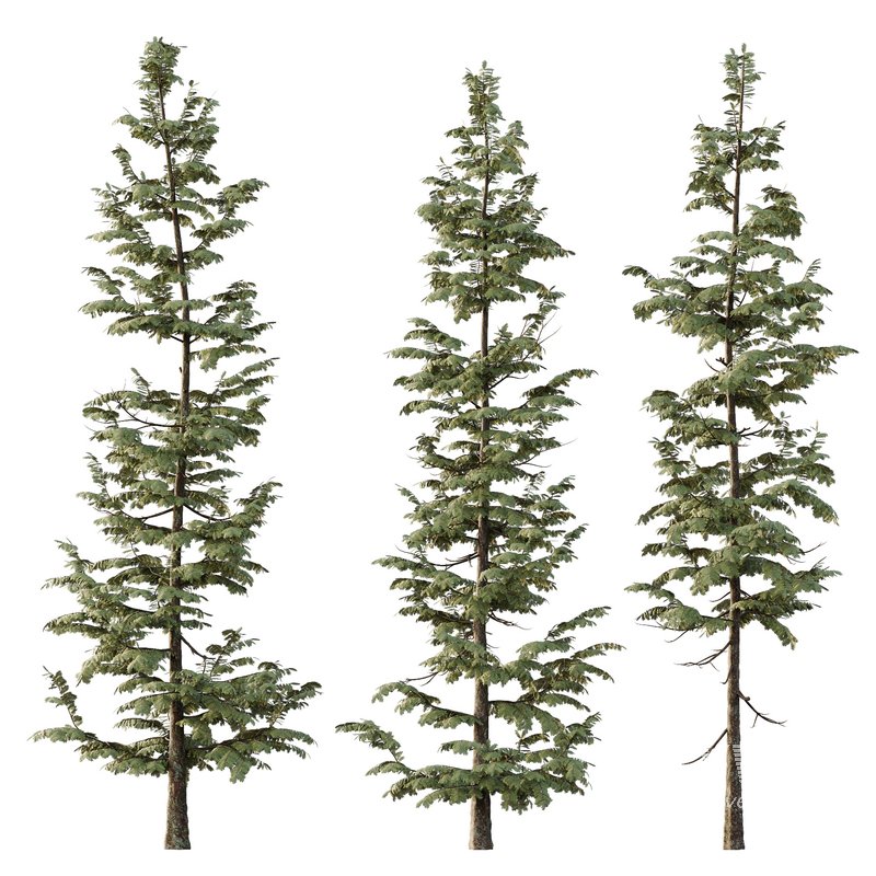 spruce tree007 - Image 1