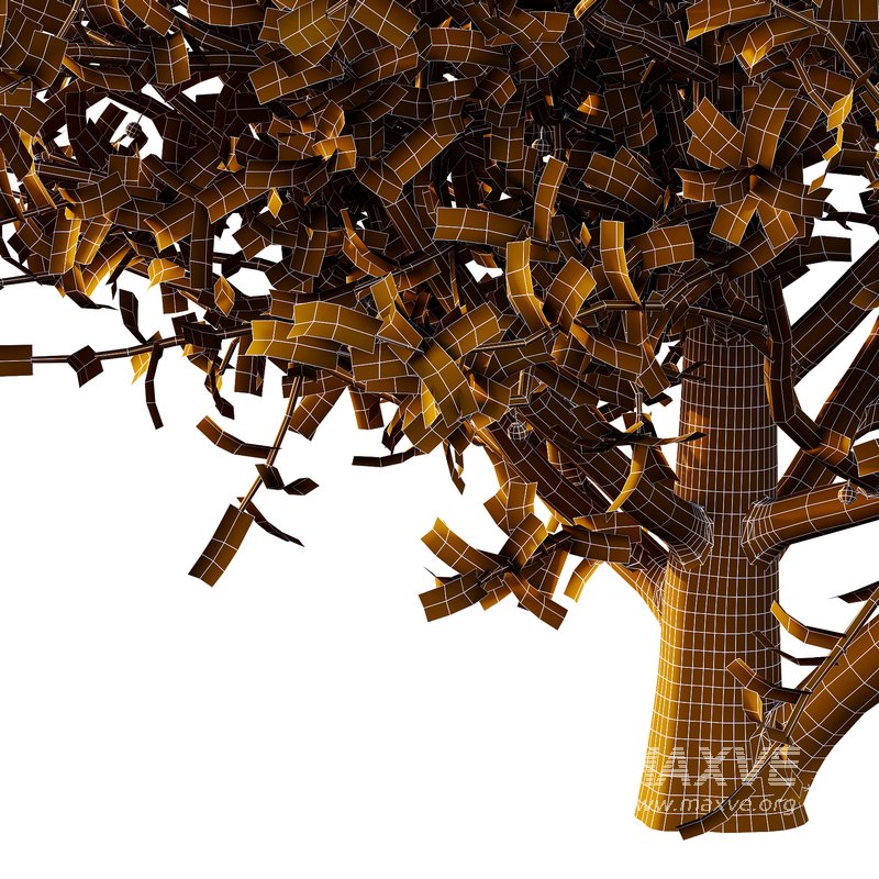 Ilex Mucronata Plant Mountain holly 08 (5 bushes) - Image 6