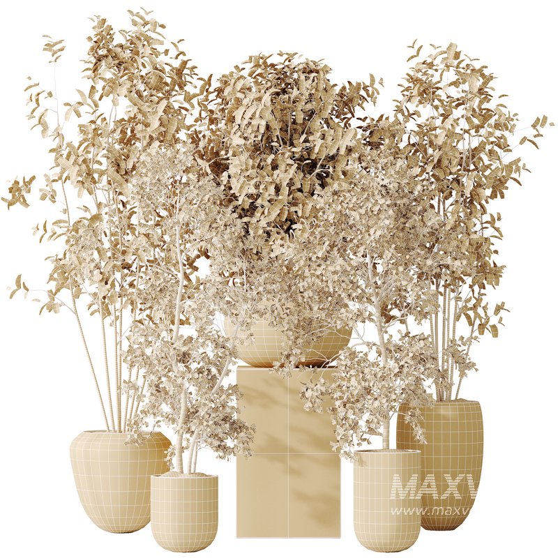 AV Indoor plants set 170 Beech Olea Europaea Olive Eucalyptu Joyplants and Arbequina Wilsonii Chemlali Olive - Image 6