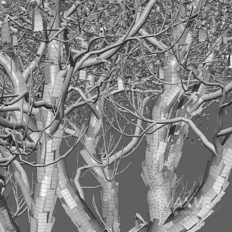 Vachellia erioloba – Camel thorn 01 - Image 5