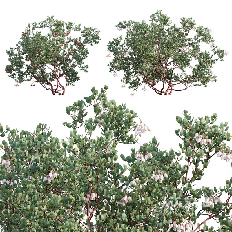 Arctostaphylos glauca ?C Big Berry Manzanita - Image 1