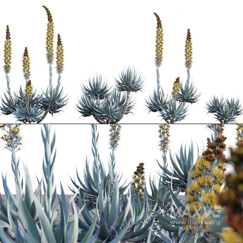 Agave Blue Flame - Image 1