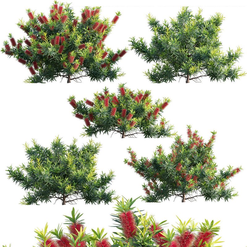Callistemon Citrinus Little John – Little John Dwarf Red Bottlebrush - Image 1