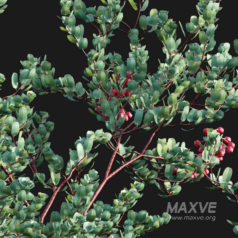 Arctostaphylos glauca ?C Big Berry Manzanita 03 - Image 3