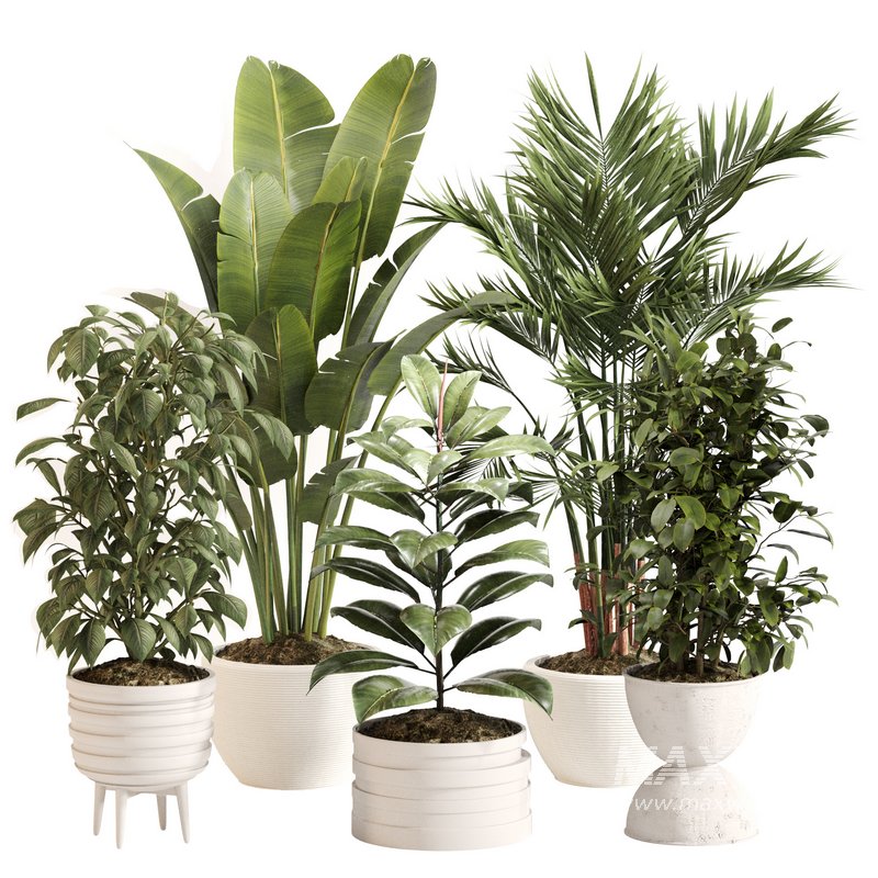 Indoor Plant Set 0143 - Image 1
