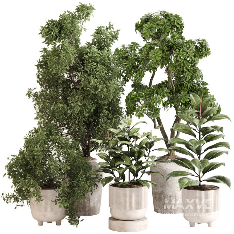 Indoor Plant Set 0141 - Image 5