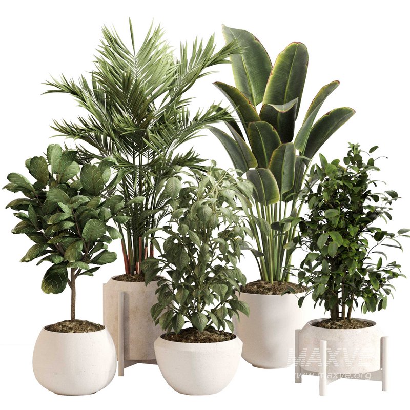 Indoor Plant Set 0147 - Image 1