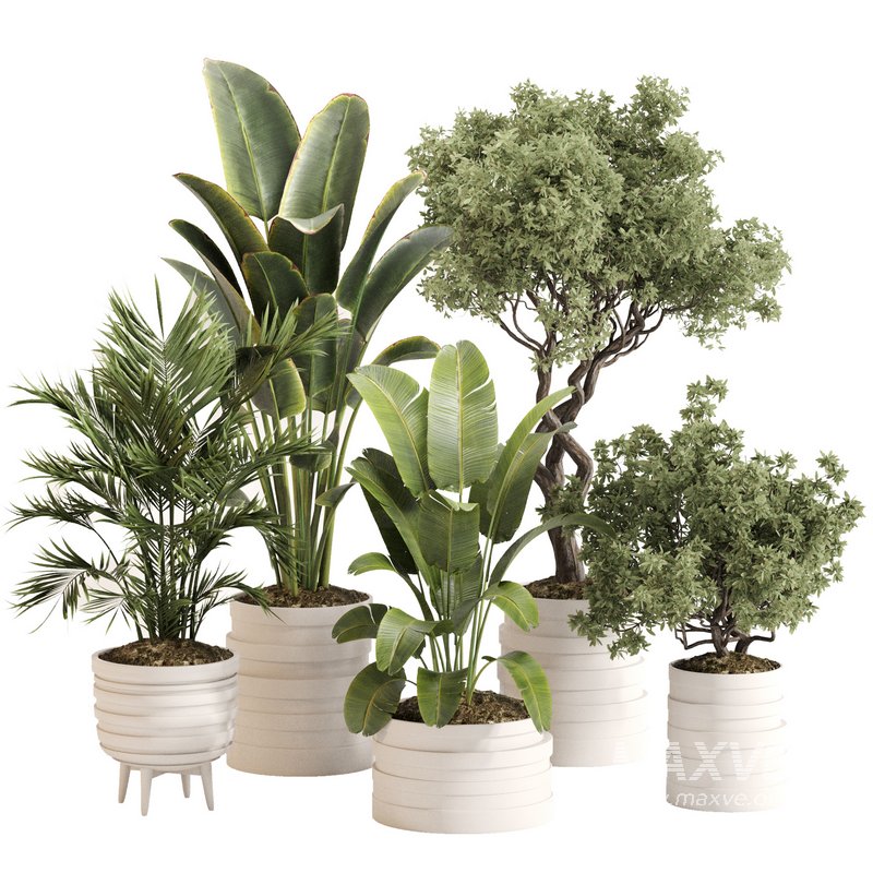 Indoor Plant Set 0142 - Image 1