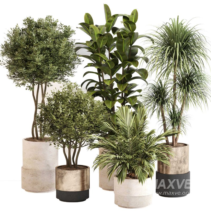 Indoor Plant Set 0109 - Image 1