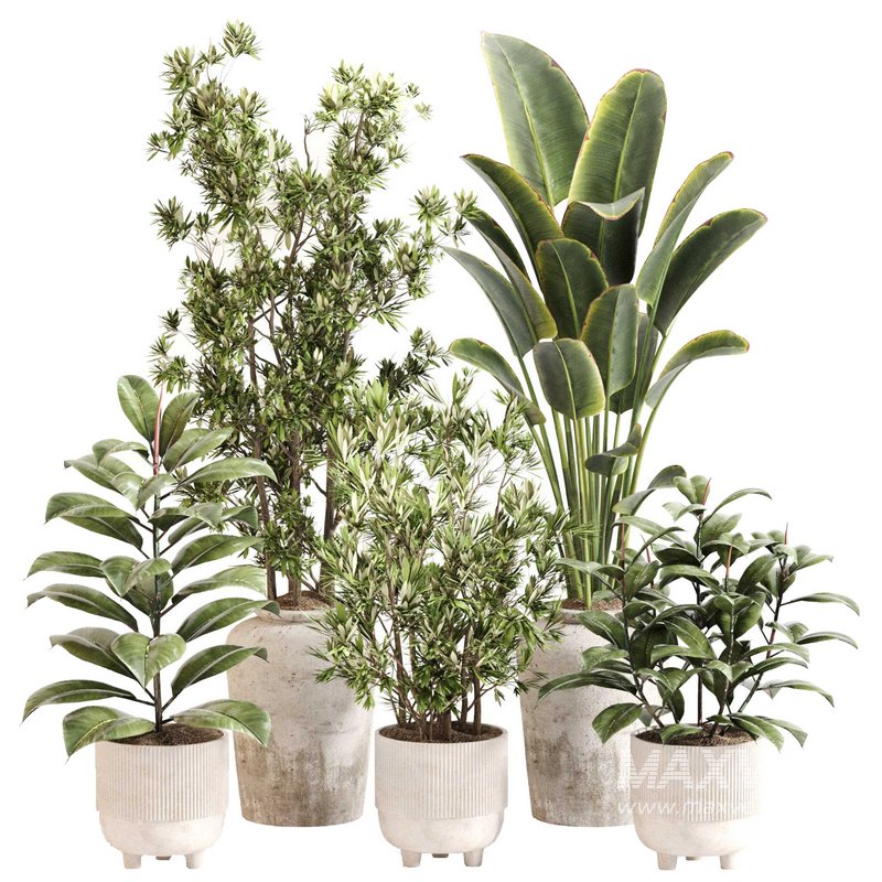 Indoor Plant Set 0110 - Image 1