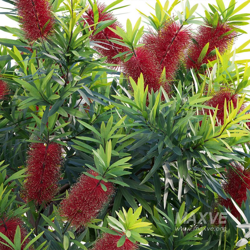 Callistemon Citrinus Little John – Little John Dwarf Red Bottlebrush - Image 2
