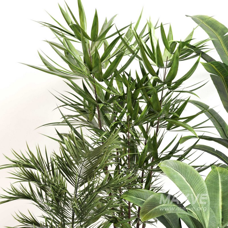 Indoor Plant Set 0146 - Image 1