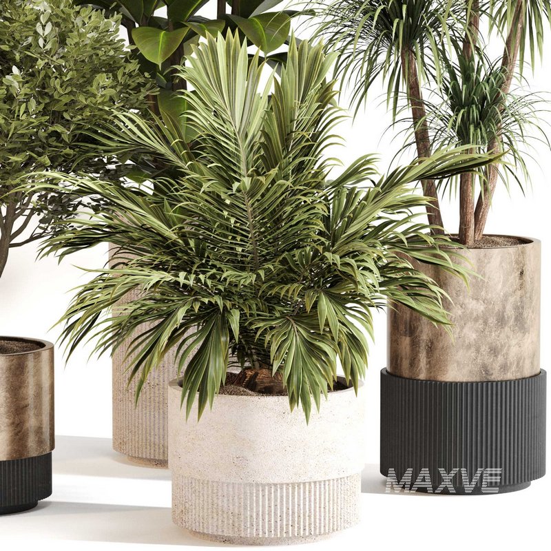 Indoor Plant Set 0109 - Image 2