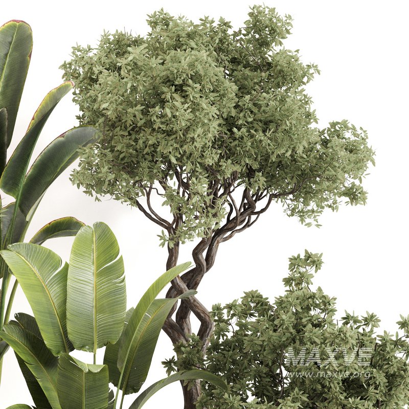 Indoor Plant Set 0142 - Image 4