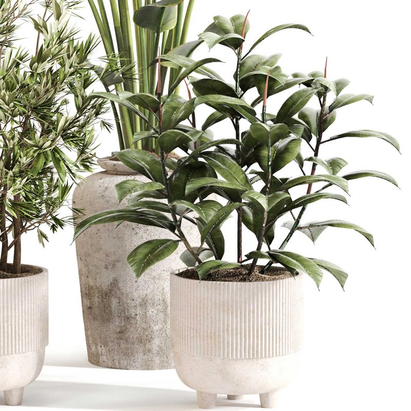 Indoor Plant Set 0110 - Image 2