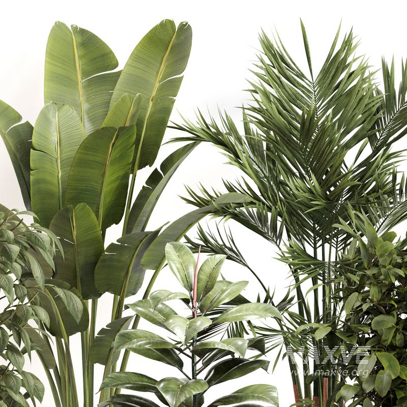 Indoor Plant Set 0143 - Image 3