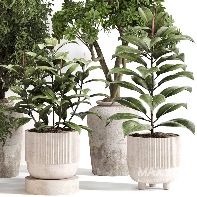 Indoor Plant Set 0141 - Image 1