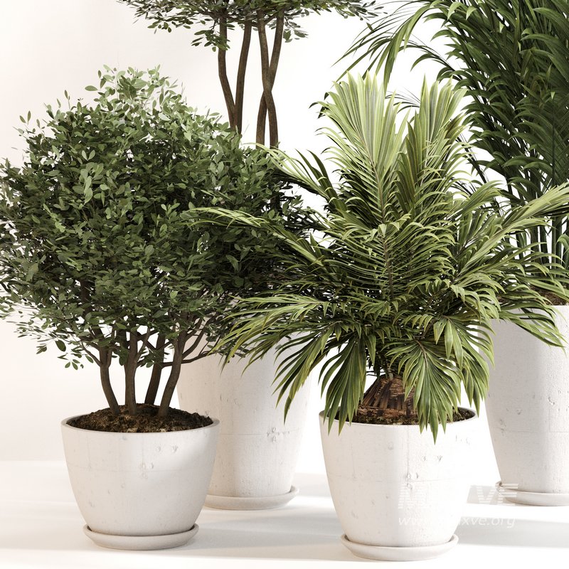 Indoor Plant Set 0144 - Image 5