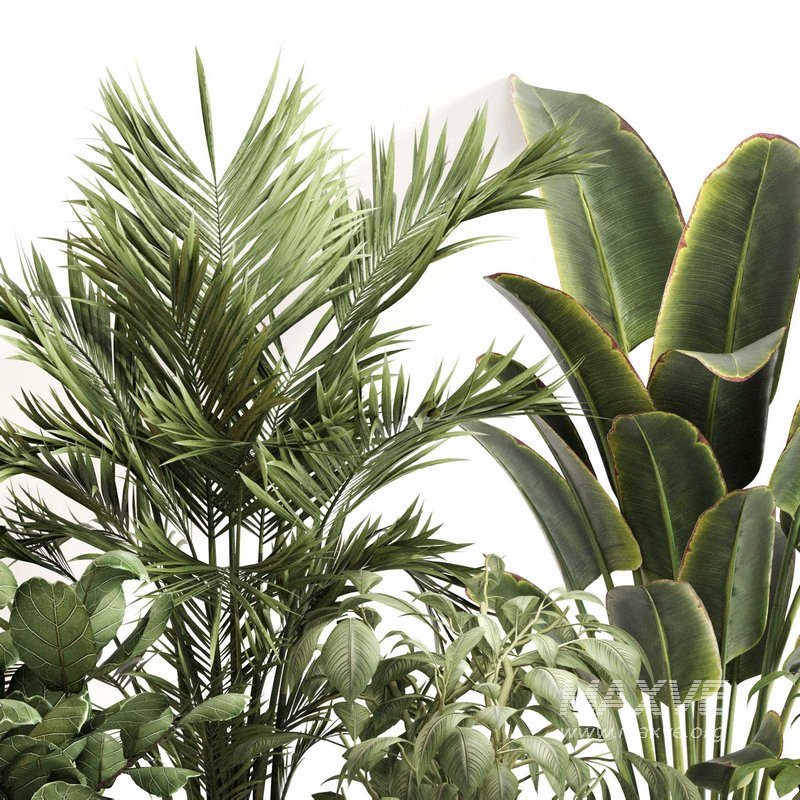 Indoor Plant Set 0147 - Image 3