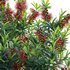 Callistemon Citrinus Little John – Little John Dwarf Red Bottlebrush - Thumbnail 3