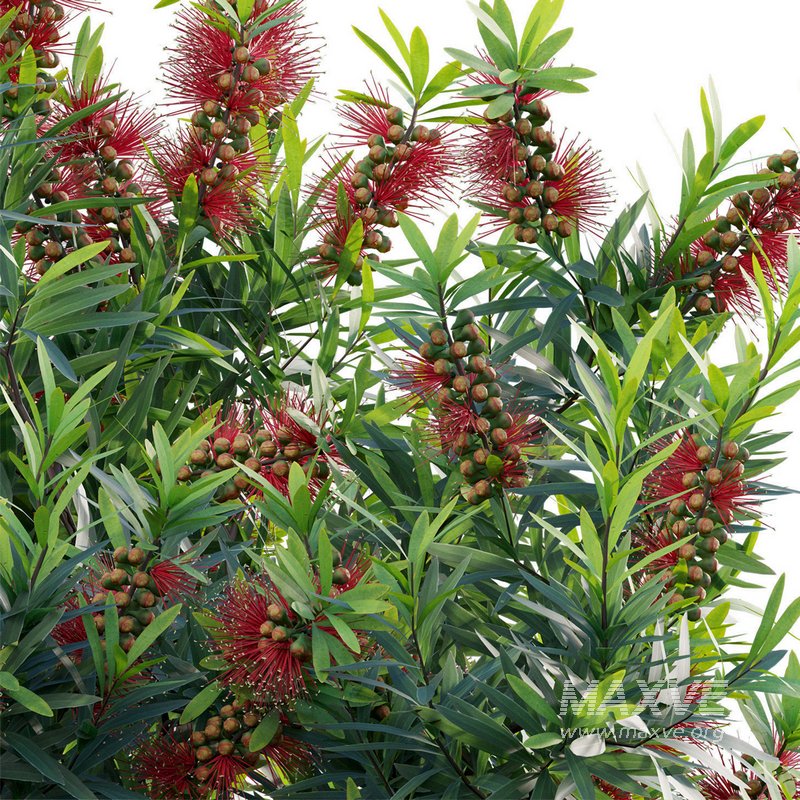 Callistemon Citrinus Little John – Little John Dwarf Red Bottlebrush - Image 3