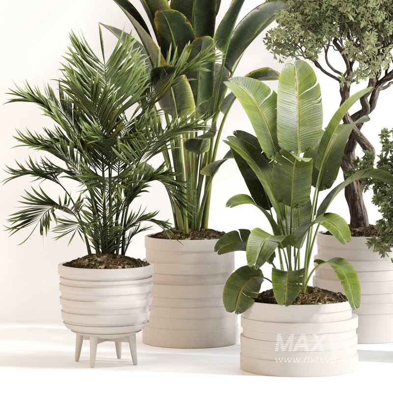 Indoor Plant Set 0142 - Image 3